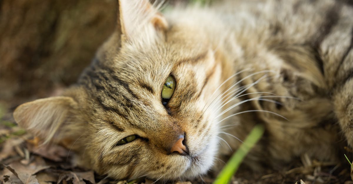 Cat Toxin Emergencies: Common Household Poisons