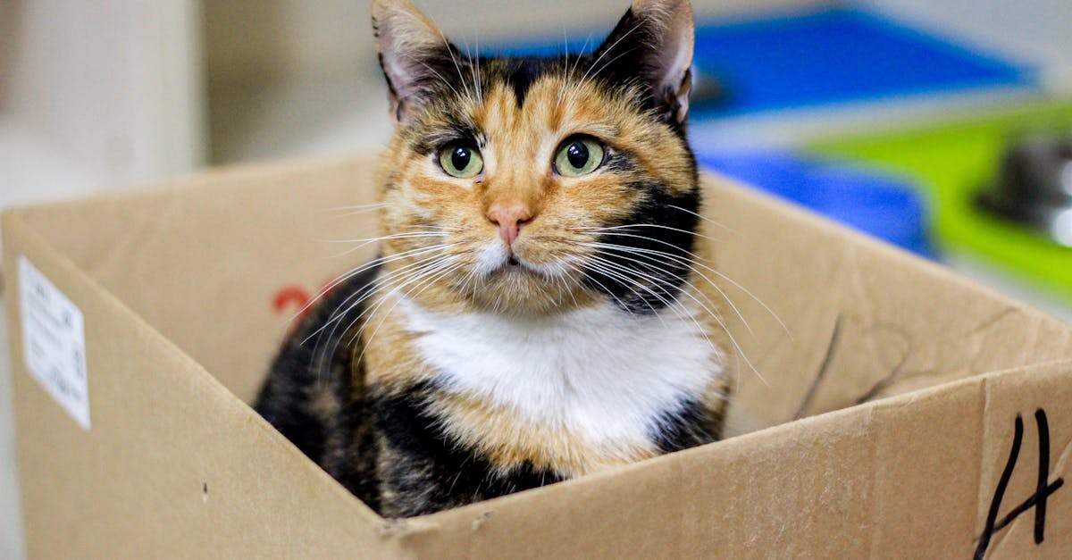 Cat Urinary Problems: FLUTD, Crystals, and Blockages
