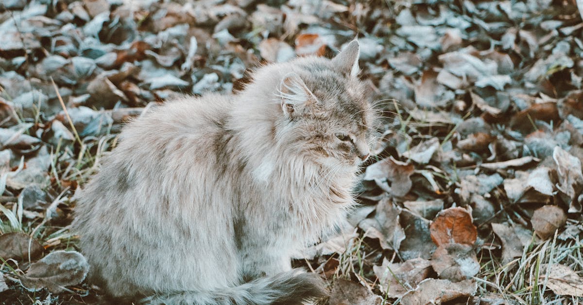 Cat Urinary Tract Infections: Diagnosis and Treatment