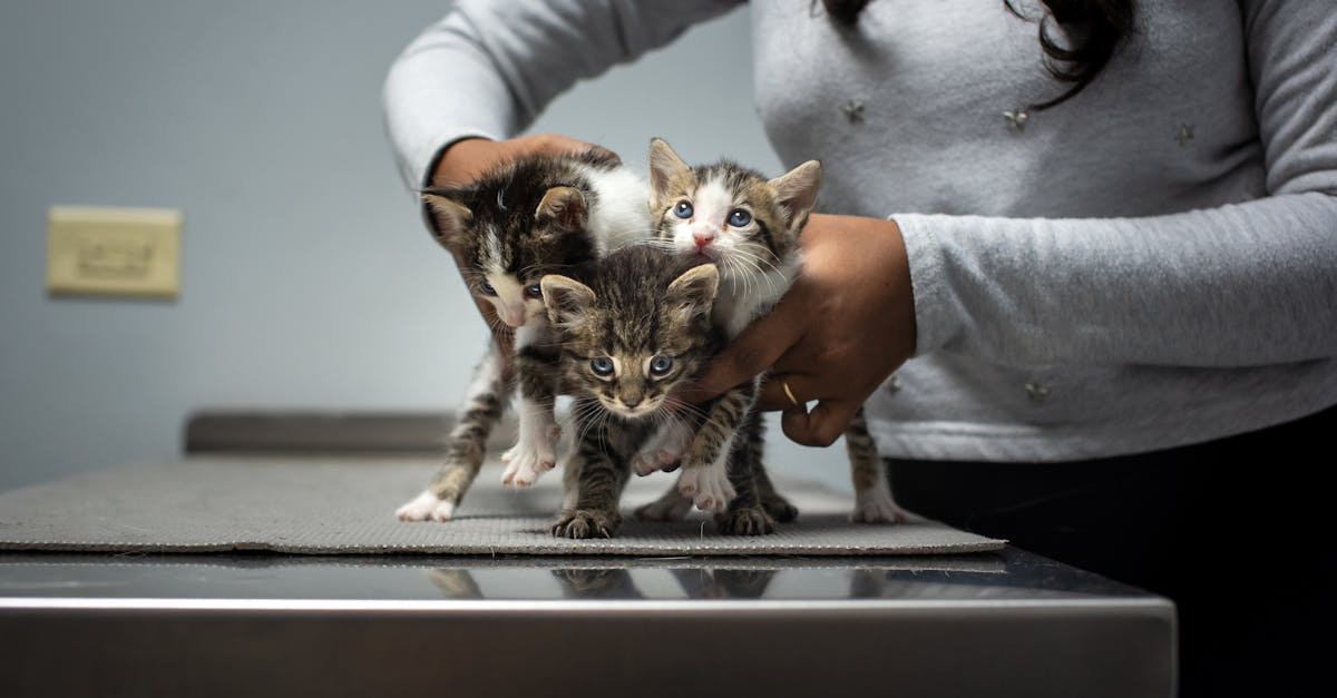 Cat Vaccination Guide: Essential and Optional Shots