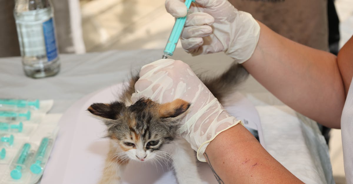 Cat Vomiting: When It Is Normal and When to Worry