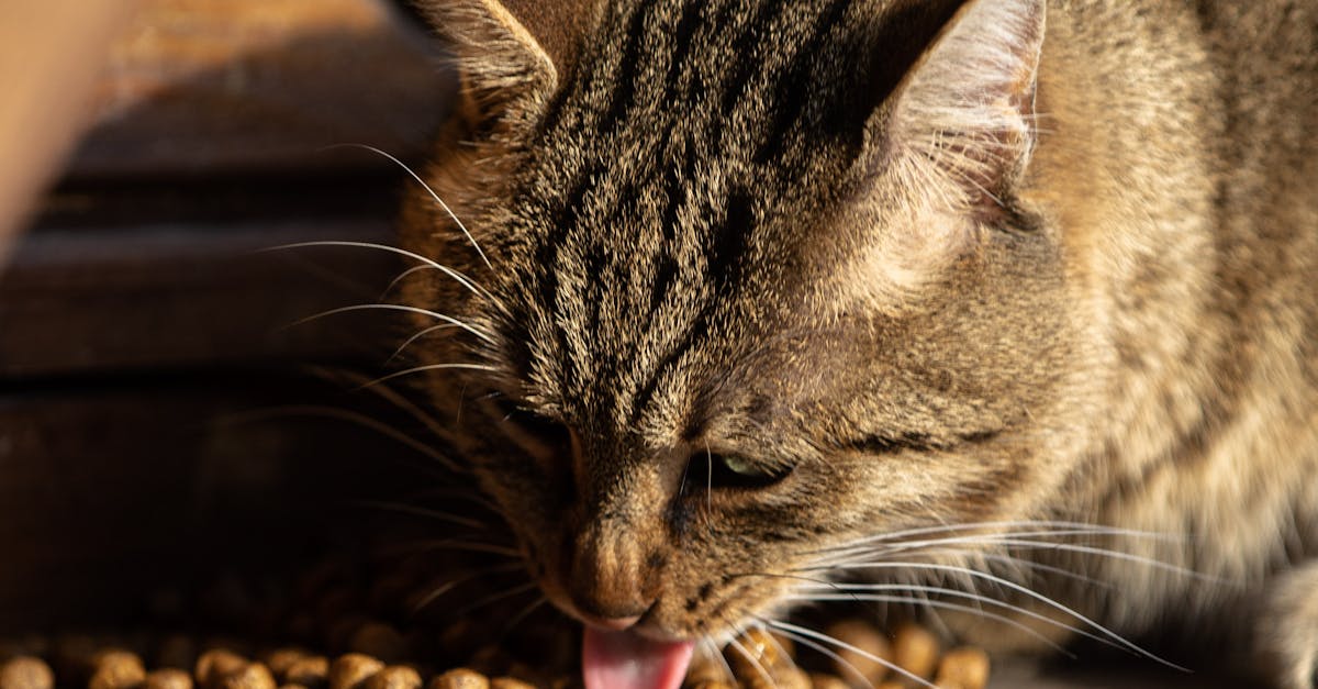 Cat Weight Management: Preventing and Treating Obesity