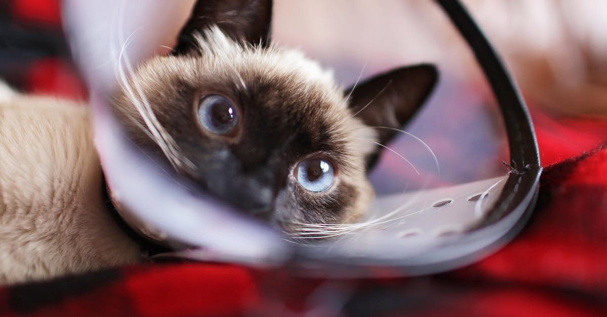 Cat Wound Care: Treating Cuts, Bites, and Abscesses