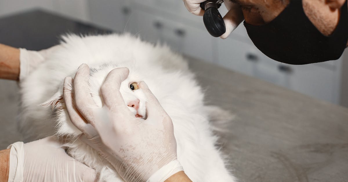 Common Cat Diseases: Symptoms Every Owner Should Know