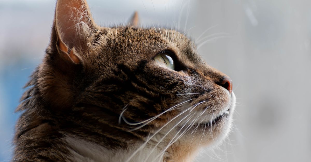 Feline Asthma: Complete Management Guide