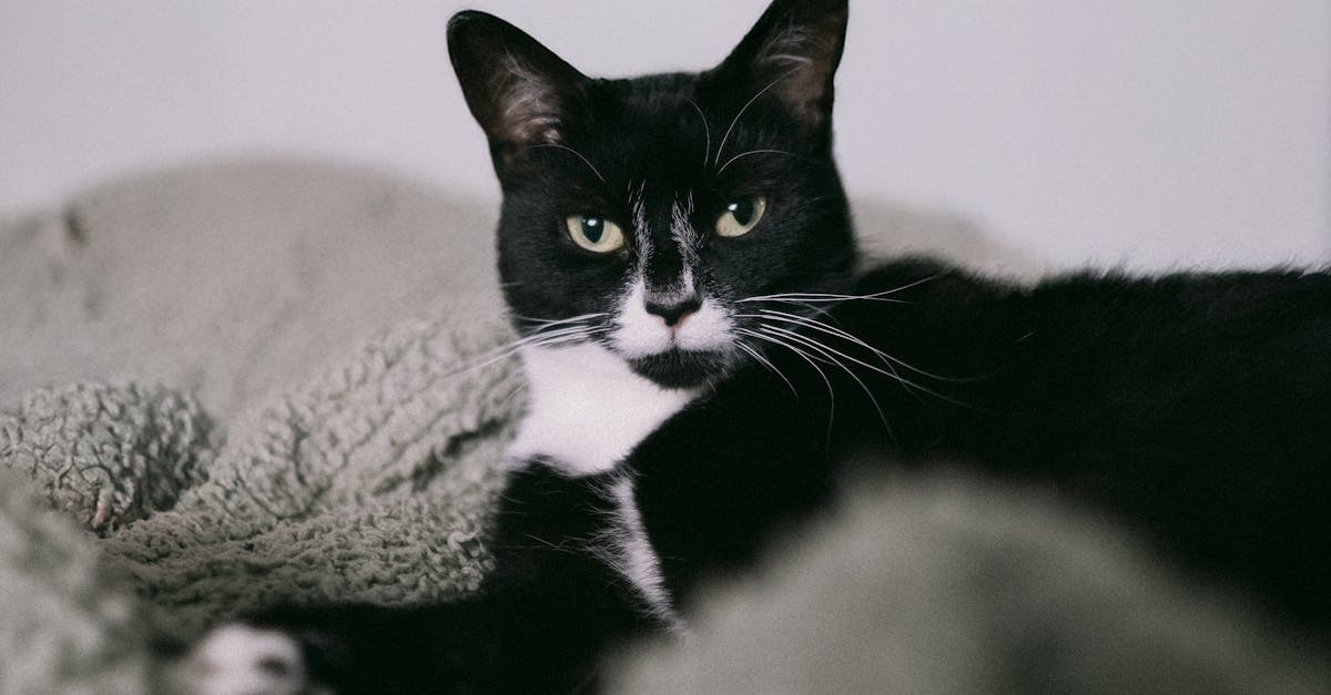 FIV and FeLV in Cats: Living with Feline Retroviruses