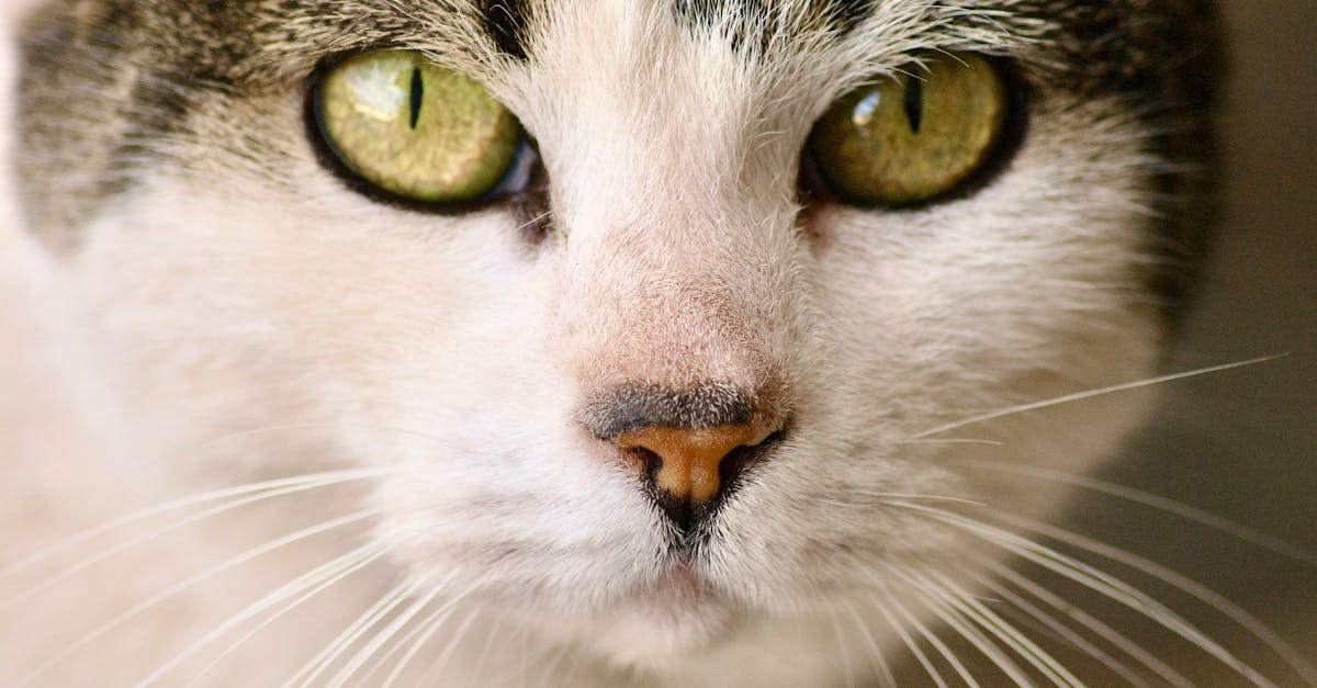 Pet Insurance for Cats: Is It Worth the Cost?