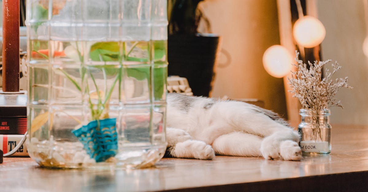 Plants Toxic to Cats: Complete Safety Guide