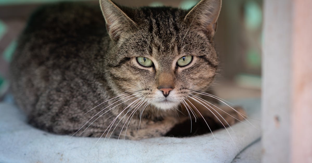 Senior Cat Care: Health Guide for Cats Over 10