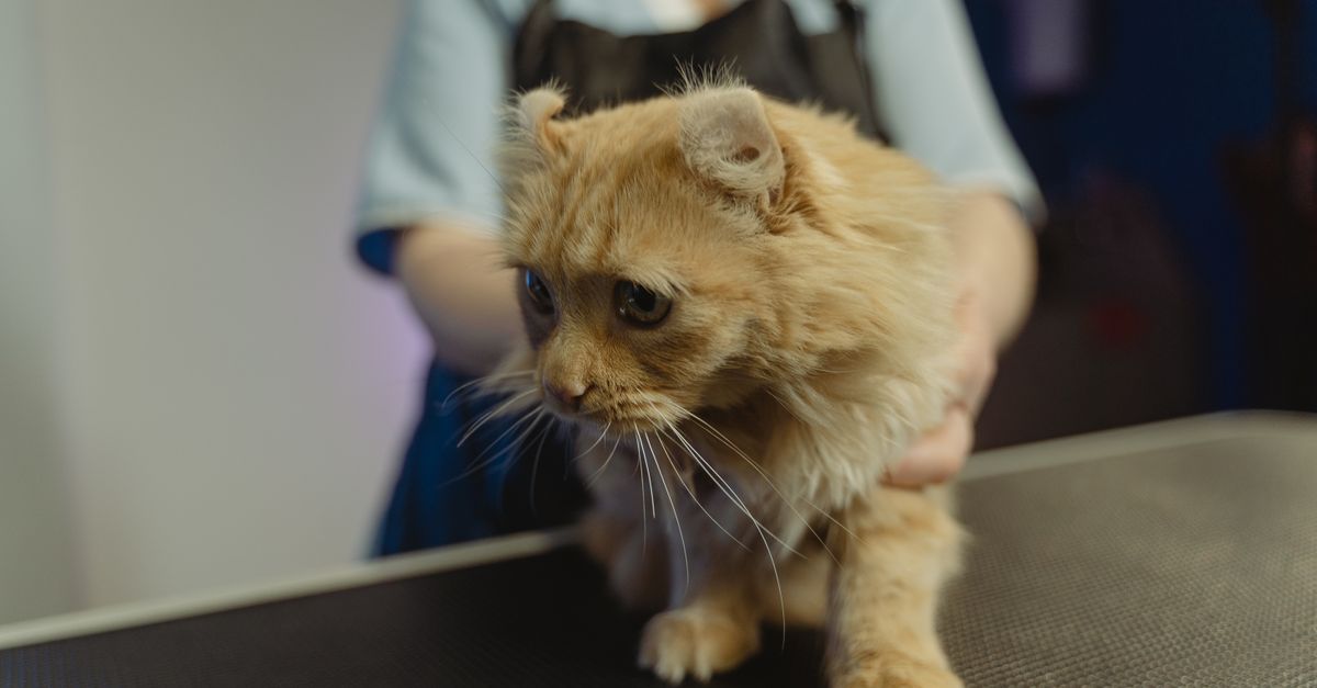 Spaying and Neutering Cats: Benefits, Timing, and Recovery