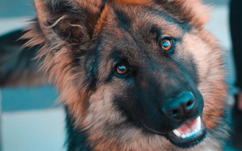 Australian Shepherd: The Smartest Dog You're Probably Not Ready For