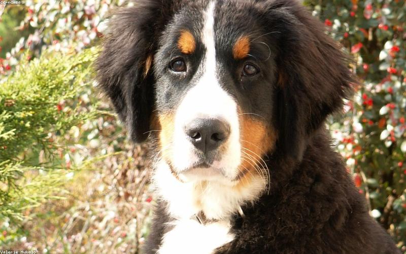 Bernese Mountain Dog: The Heartbreak Breed — Complete Guide