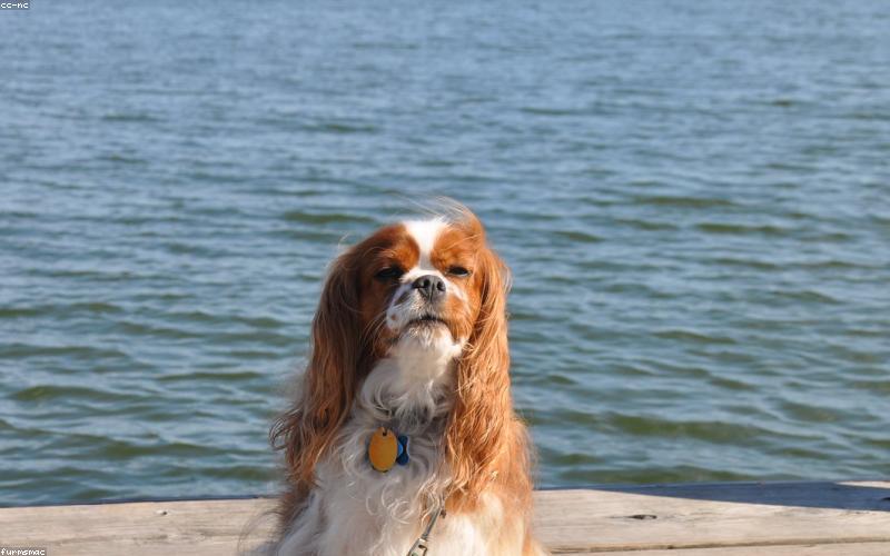 Cavalier King Charles Spaniel: The Sweetest Breed With the Saddest Health Story