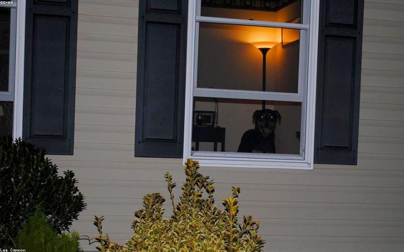 Rottweiler: Beyond the Stereotype — A Complete Breed Guide