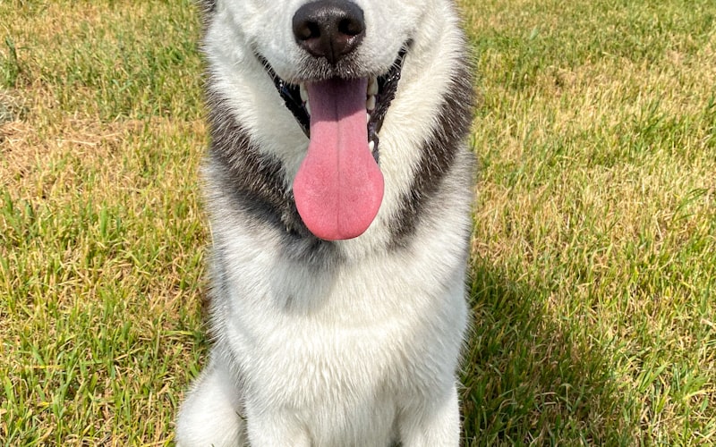 Siberian Husky: The Beautiful Nightmare Nobody Warns You About