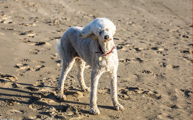 Standard Poodle: The Athlete Everyone Underestimates