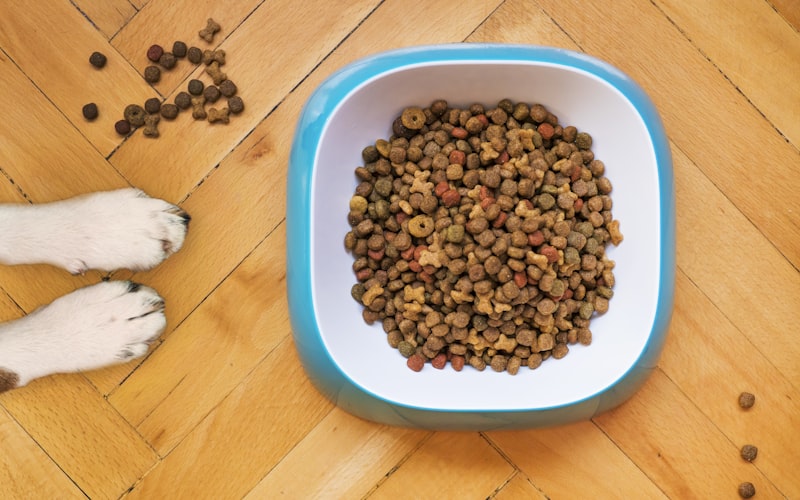 Best Dog Food 2025: Veterinarian-Ranked Top 15 Brands