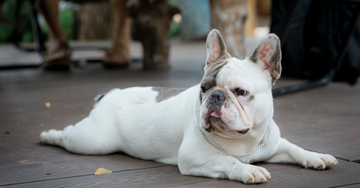 Best Dog Food for French Bulldogs