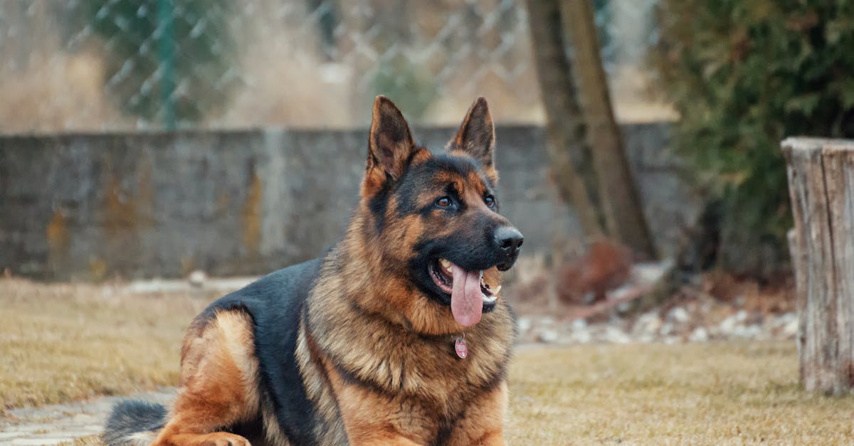 Best Dog Food for German Shepherds