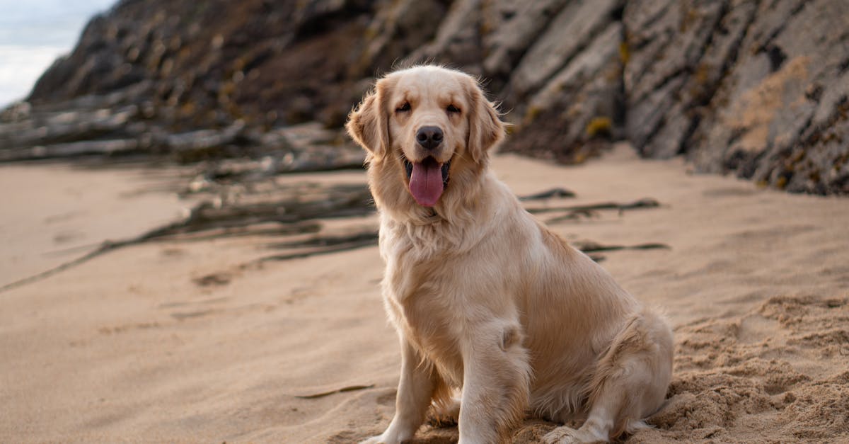 Best Dog Food for Golden Retrievers