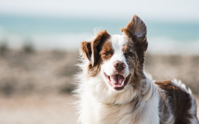 Best Dog Food for Joint Health and Arthritis