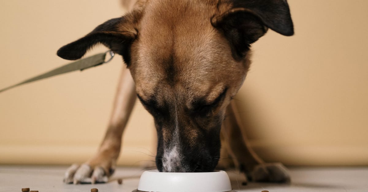 Best Dog Food for Kidney Disease: Complete Renal Diet Guide