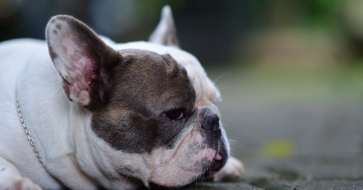 Best Dog Food for Pancreatitis: Low-Fat Diet Essentials