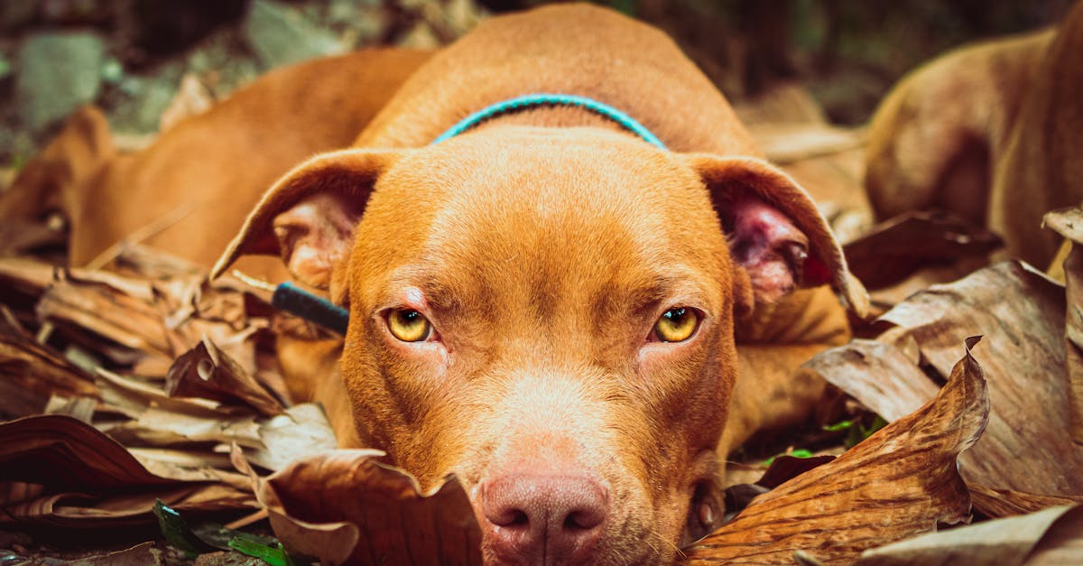 Best Dog Food for Pitbulls and Bully Breeds
