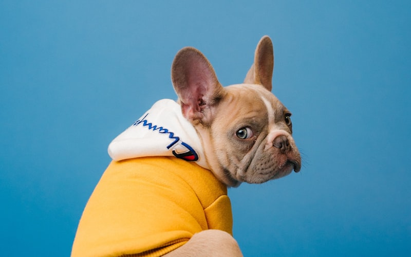 Best Dog Food for Working and Active Dogs