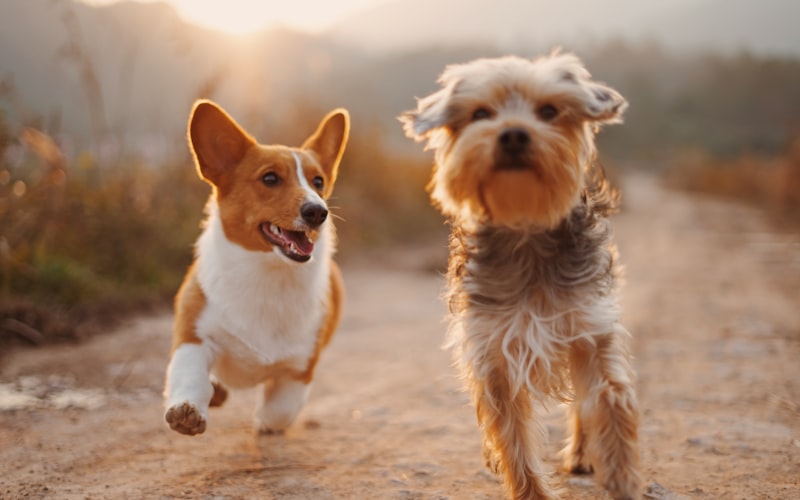 Best Senior Dog Food: Nutrition for Aging Dogs