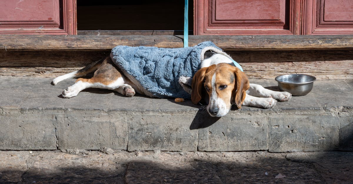 Dehydrated Dog Food: A Complete Guide