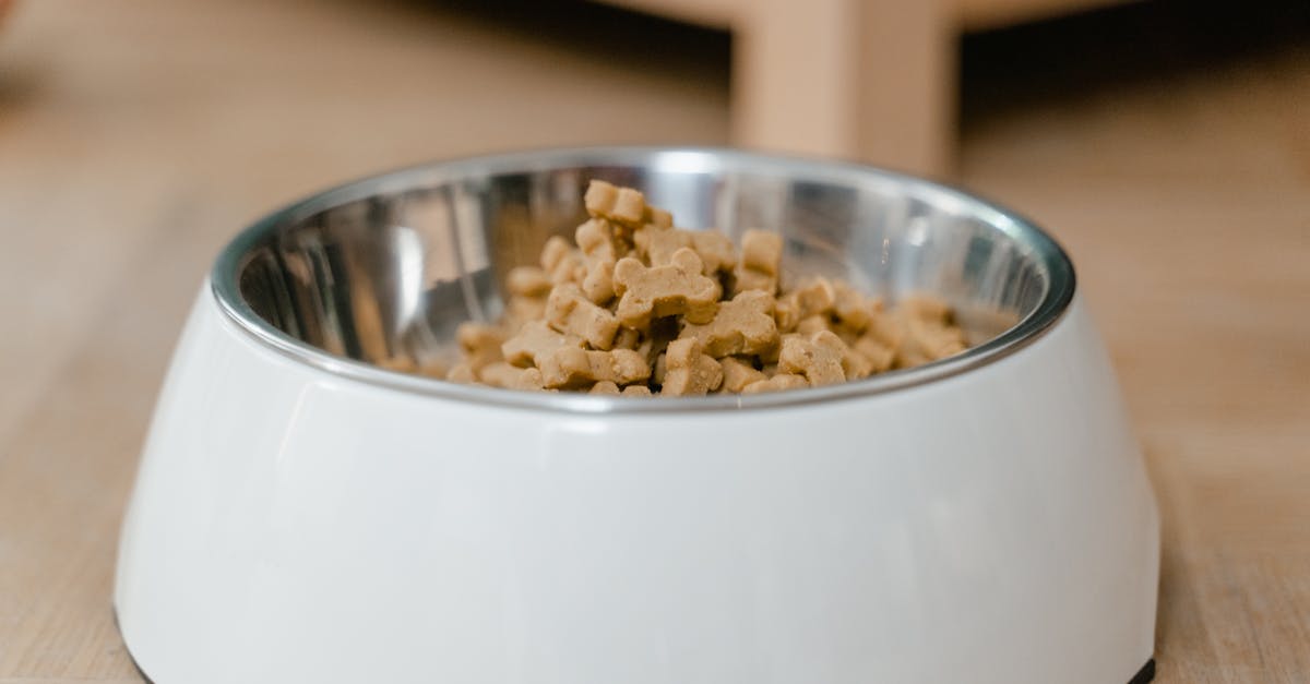 Understanding Dog Food Allergies vs. Intolerances