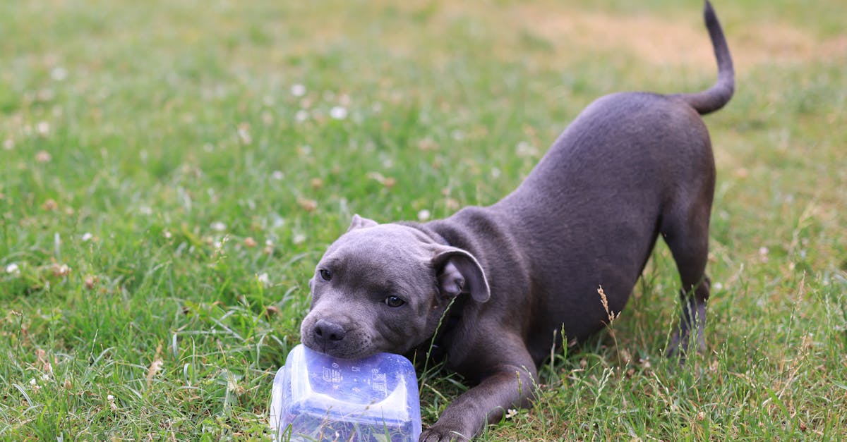 Dog Food Storage: How to Keep Kibble Fresh and Safe