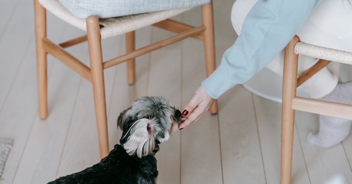 Feeding Your Dog Through Every Life Stage