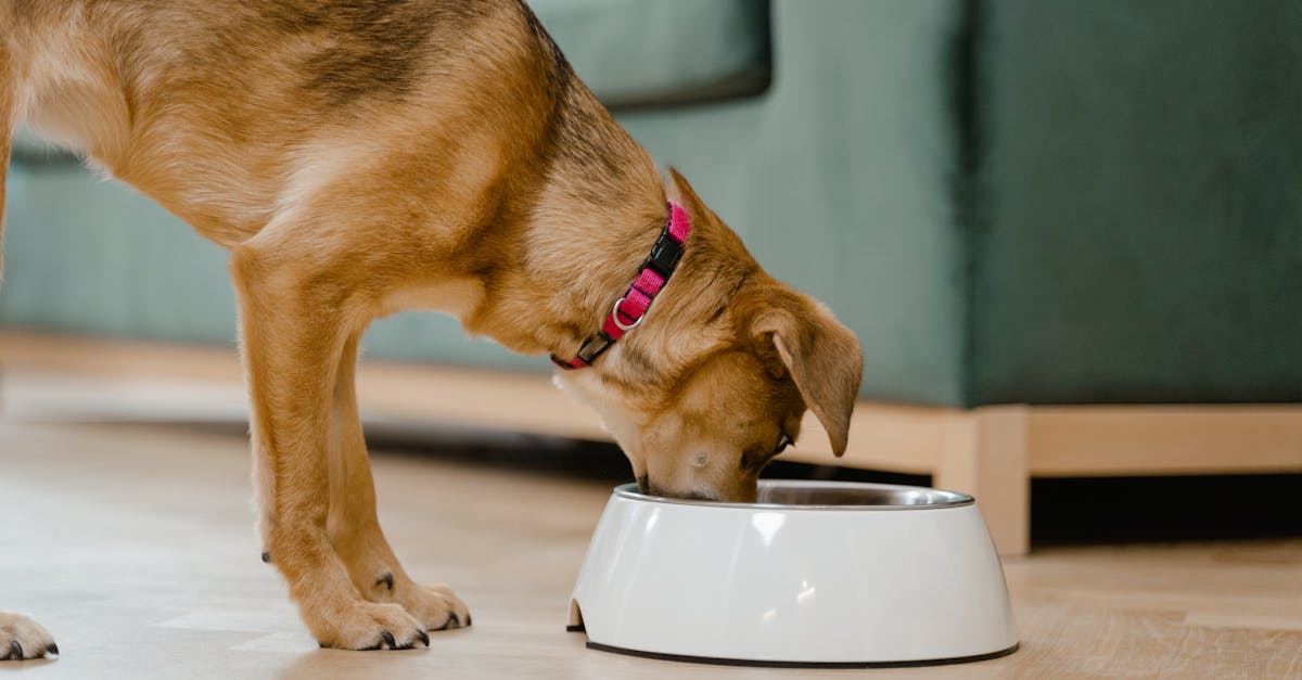 Foods Toxic to Dogs: The Complete Danger List