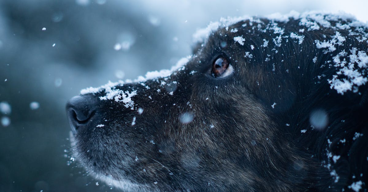 Freeze-Dried Dog Food: Complete Guide to the Fastest-Growing Category
