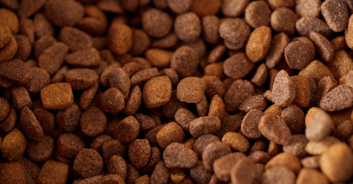 Hill's Science Diet Review: The Vet's Office Staple