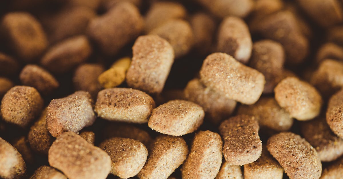 How Much Should I Feed My Dog? The Complete Portion Guide