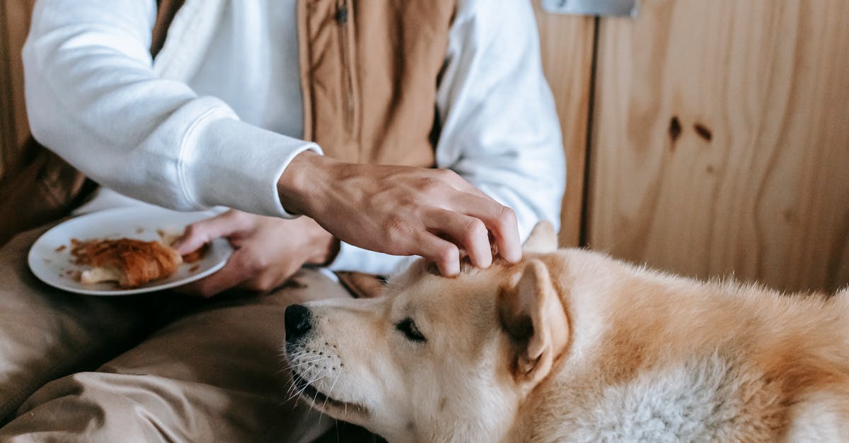 Human Foods Dogs Can Safely Eat: The Complete List