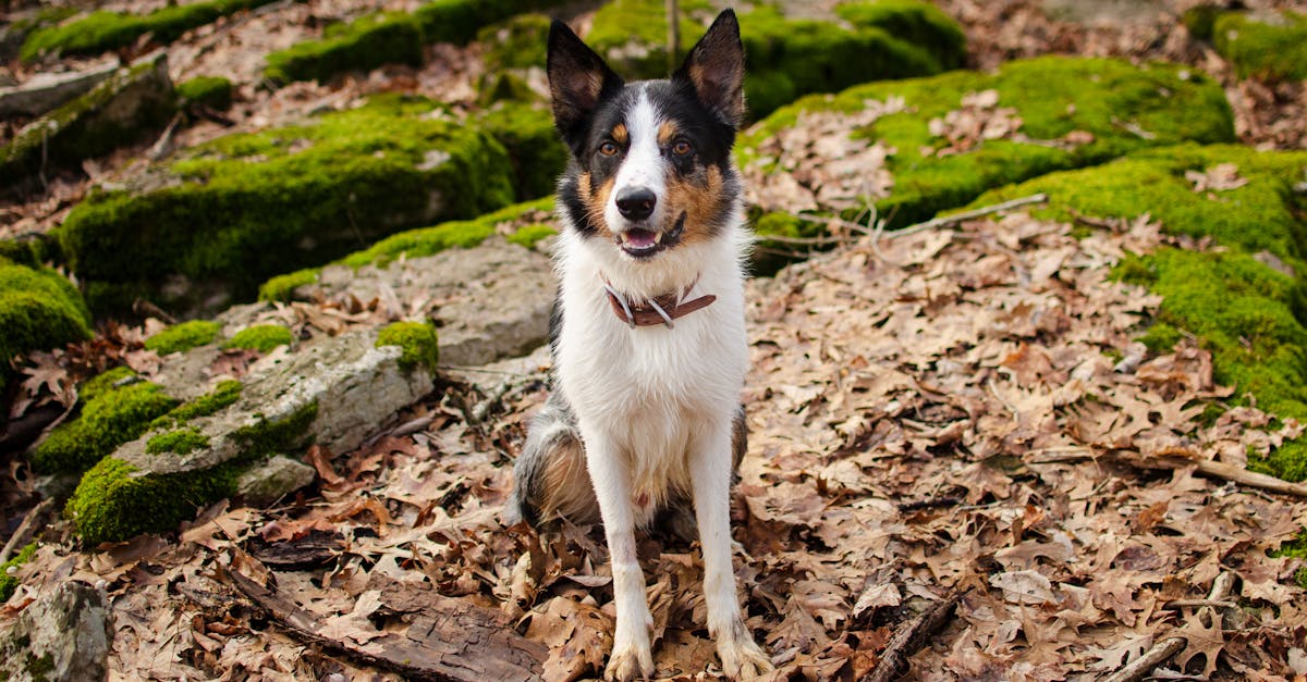Organic Dog Food: Worth the Premium or Marketing Gimmick?