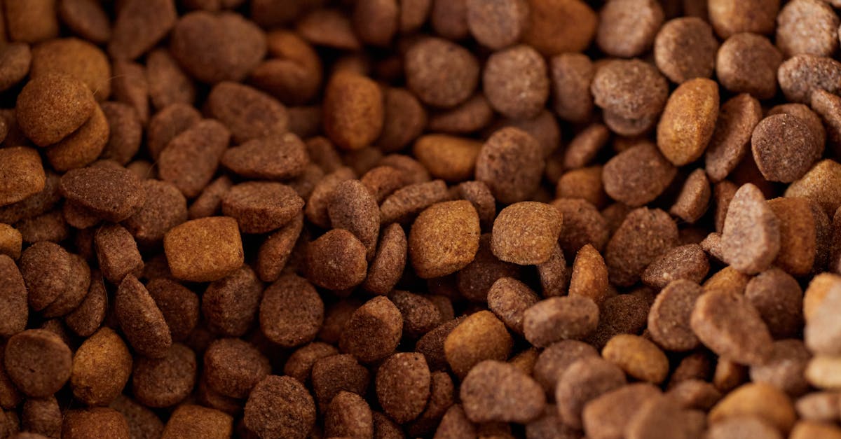 Prescription Dog Food: When Your Dog Needs Medical Nutrition