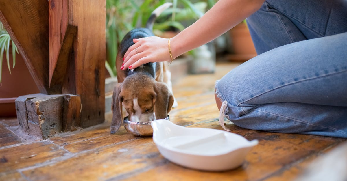 WSAVA Dog Food Guidelines: What They Mean for Your Dog