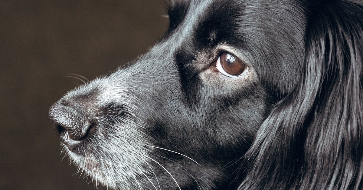 Addison's Disease in Dogs: The Great Pretender