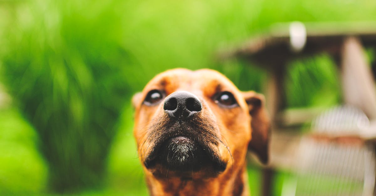 Allergic Reactions and Anaphylaxis in Dogs