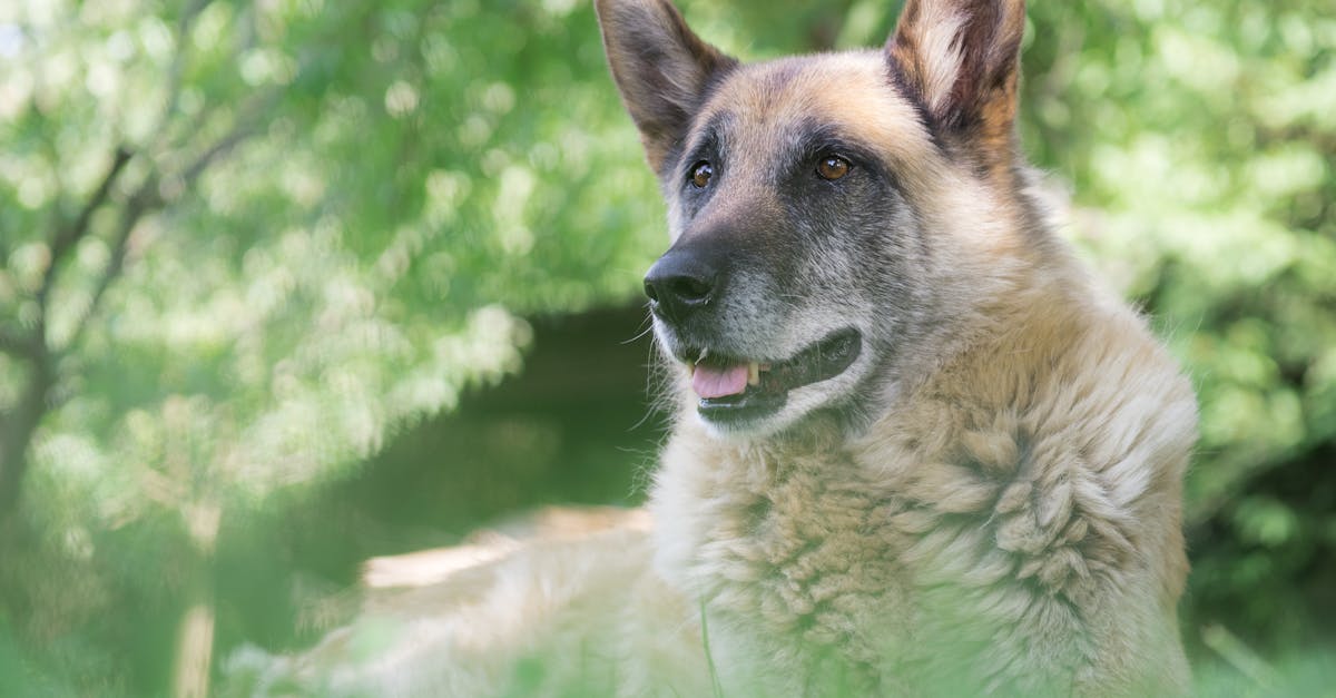 Arthritis in Dogs: Managing Chronic Pain for Better Quality of Life