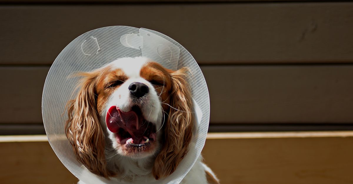 Bloat in Dogs (GDV): The Emergency Every Owner Must Recognize