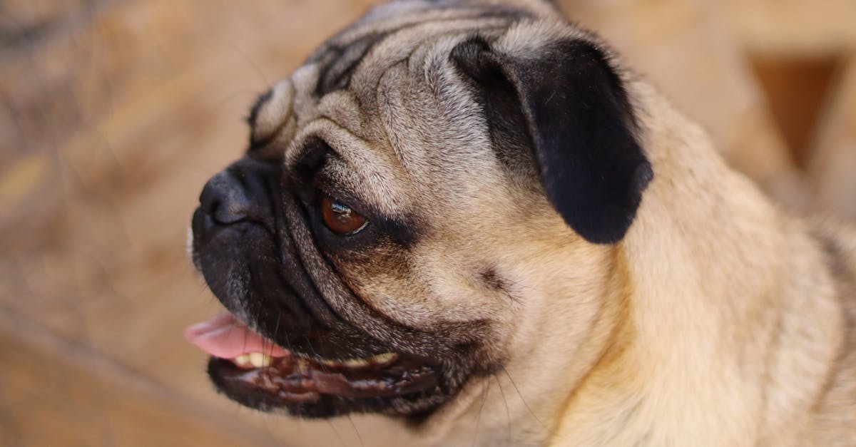 Brachycephalic Syndrome: When Flat Faces Cause Breathing Problems