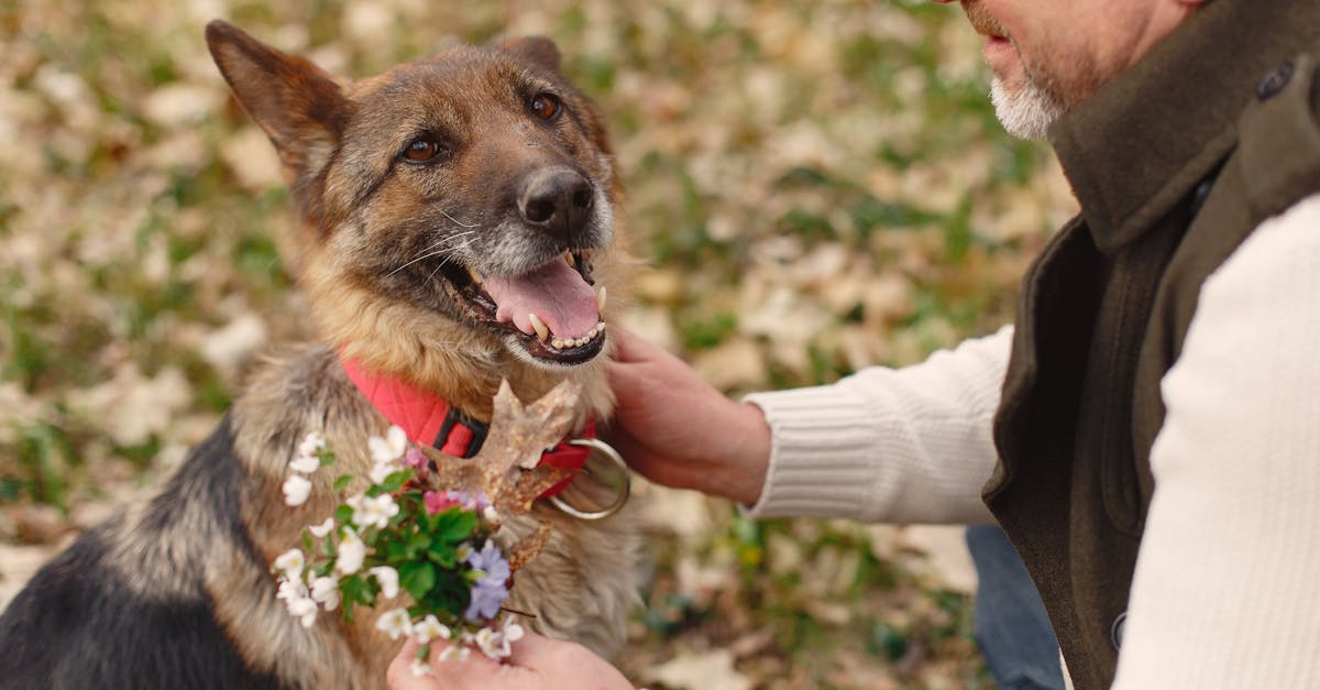 Canine Cognitive Dysfunction: When Your Senior Dog Has 