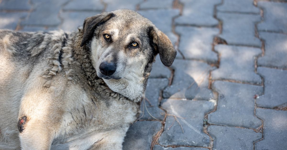 Cruciate Ligament (ACL/CCL) Tears in Dogs