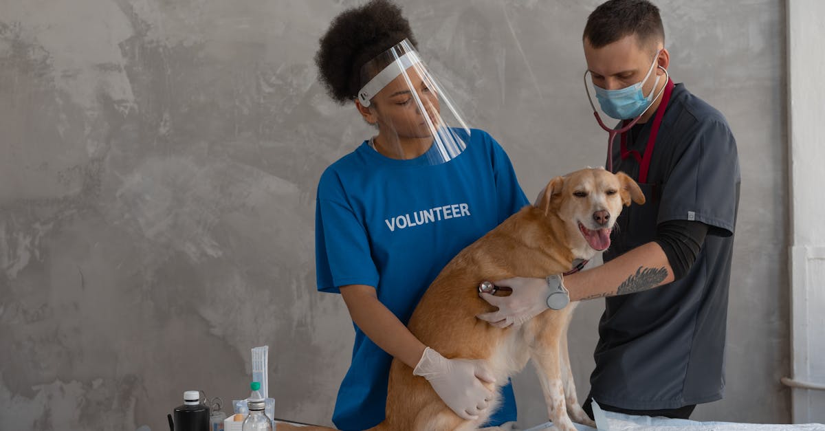 Cushing's Disease in Dogs: When the Body Produces Too Much Cortisol